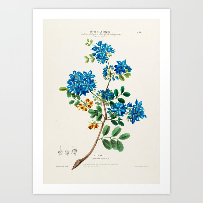 Blue flowering tree from "Flore d’Amérique" by Étienne Denisse, 1840s Art Print