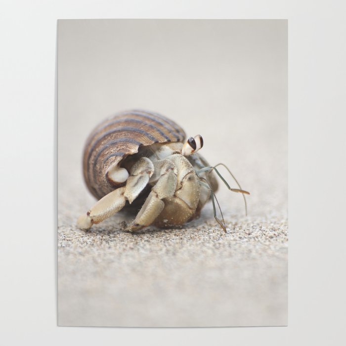 Life & times of a Hermit Crab Poster