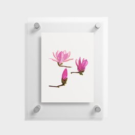 Magnolia Bloom Floating Acrylic Print