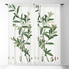 Green olive, Olea europaea (1801 - 1819) by Pierre-Joseph Redouté Blackout Curtain