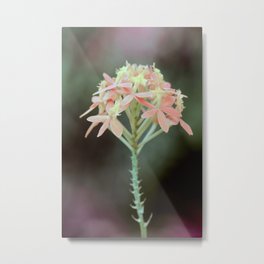Green Mood Soft Pastel Orchid  Metal Print | Soft, Photo, Pastel, Hue, Epidendrum, Orchidaceae, Ibaguense, Digital, Green, Orchid 