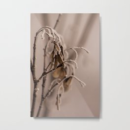 Frosted maple seeds Metal Print | Nature, Digitalmanipulation, Digital, Minnesotaus, Photo, Frost, Outdoors, Color, Fog, Macro 