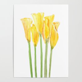 yellow calla lily watercolor  Poster