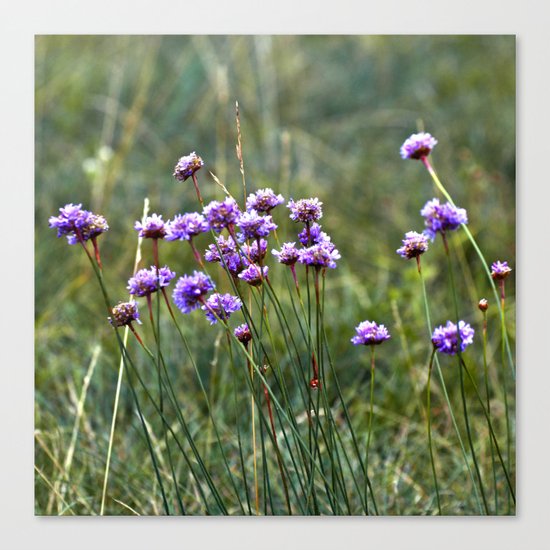 Purple Summer Meadow Canvas Print