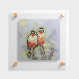 Two collared falconets Floating Acrylic Print
