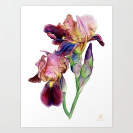 Watercolor Irises Art Print