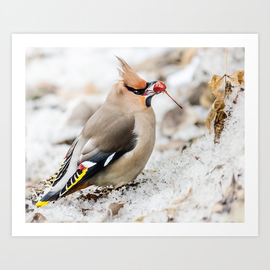 Bohemian waxwing Art Print