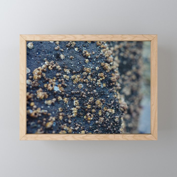 Barnacle Framed Mini Art Print