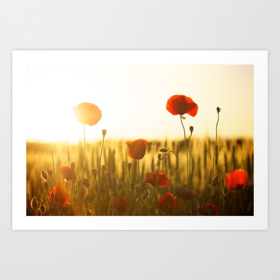 Sunset tulipe Art Print