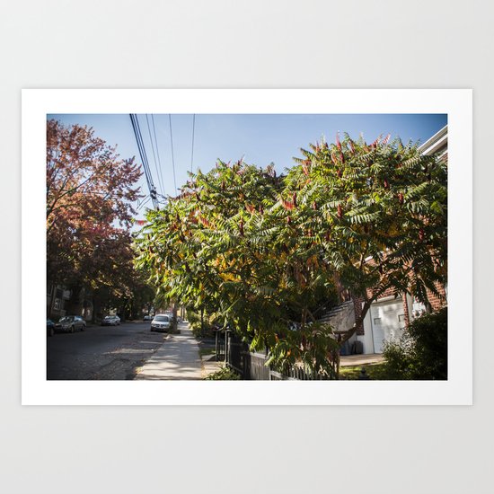 Autumn Sumac Art Print