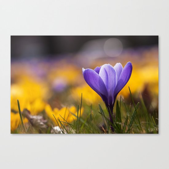 Crocus in a meadow Canvas Print