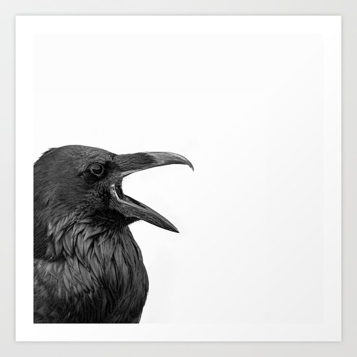 Raven - Black and White Bird Photography Art Print