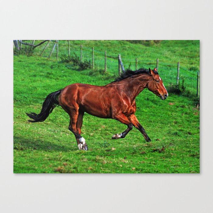 Running horse Canvas Print