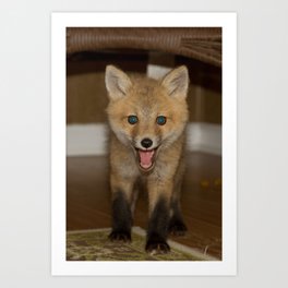 Barkley the Red Fox Art Print