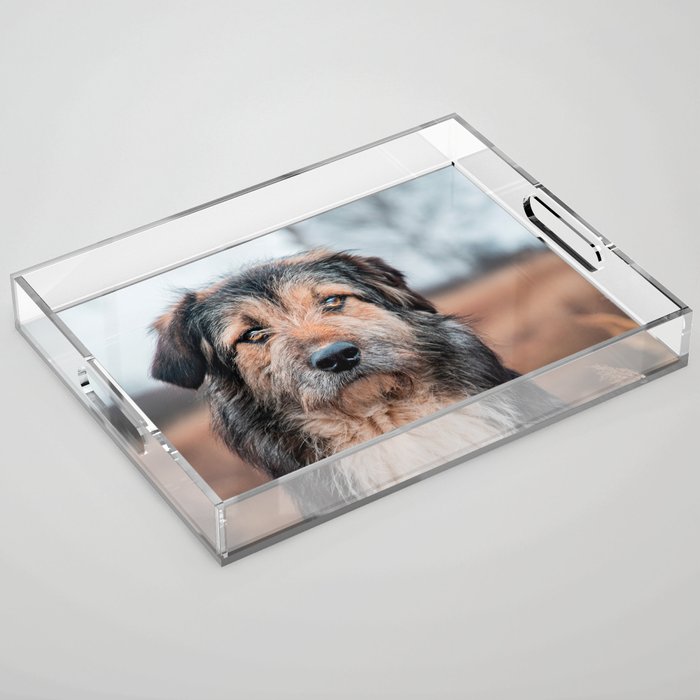 Beautiful Dog Acrylic Tray
