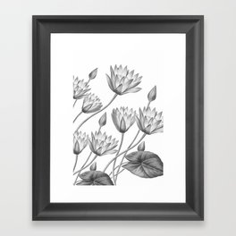 Water Lily Black And White Framed Art Print