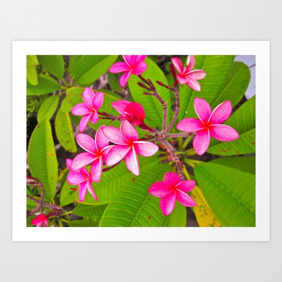 Tropics Art Print