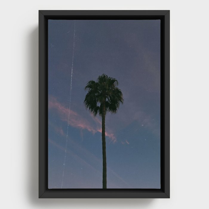 palm tree in california iii, in december Framed Canvas