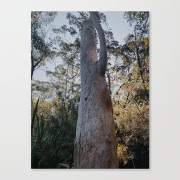 Amongst the Gumtrees Canvas Print