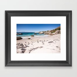 Penguins on Boulders Beach in Cape Town, South Africa Framed Art Print