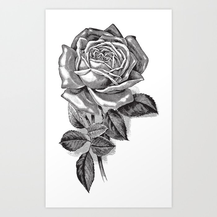 Vintage Rose Illustration Art Print By Sanches812 Society6