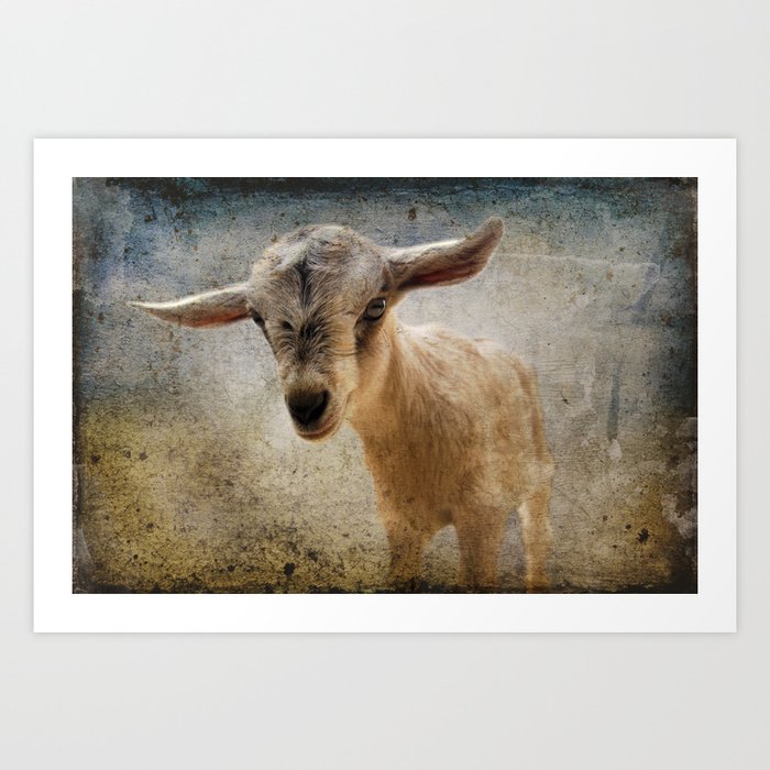 Curious goat kid Art Print