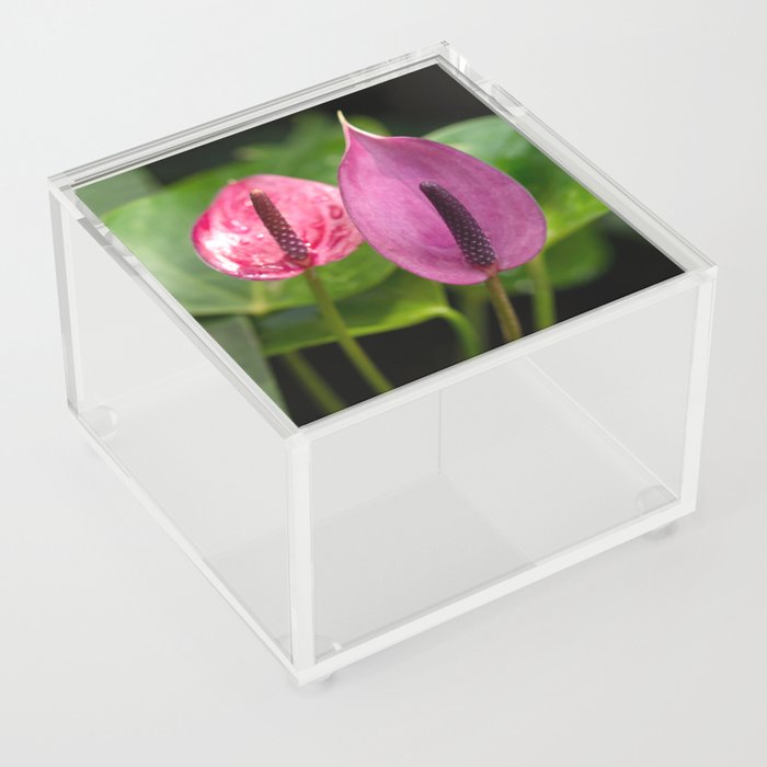 Pink Anthurium Andraeanum Previa Close Up Photography Acrylic Box