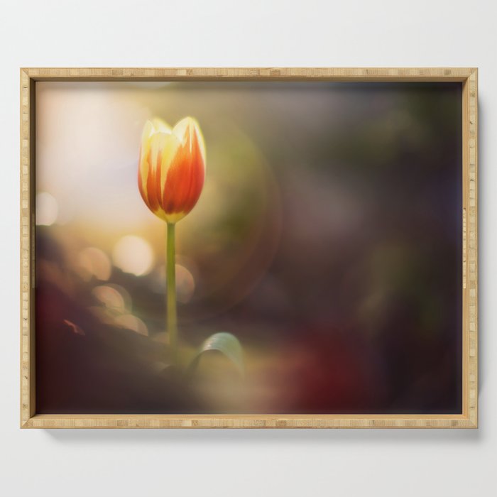 Dutch Tulip in sunset | flower and nature photography | Yellow, Red, Sunflare and springtime Serving Tray