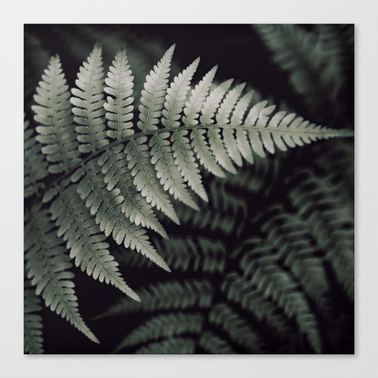 FERN Canvas Print