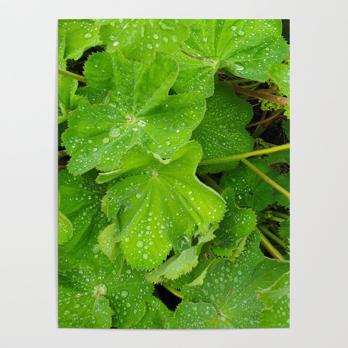 Dew Drops On The Green Leaves Poster