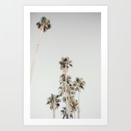 california palm trees, muted Art Print