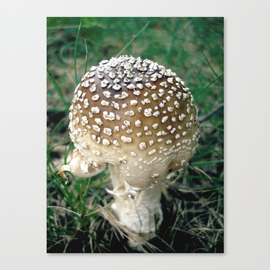 MUSHROOM Canvas Print