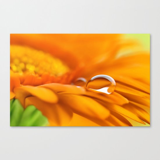Gerbera water drops 141 Canvas Print