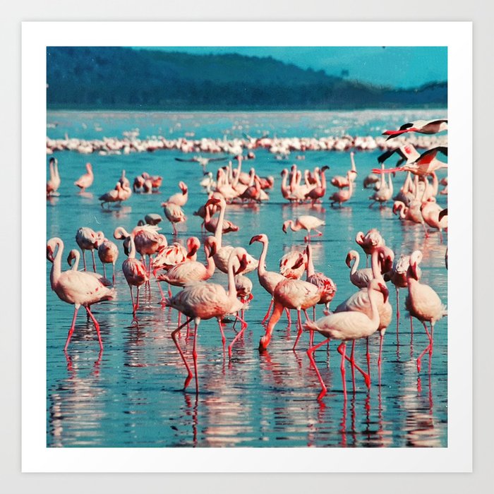 South Africa Photography - Beautiful Pink Flamingos In A Lake Art Print