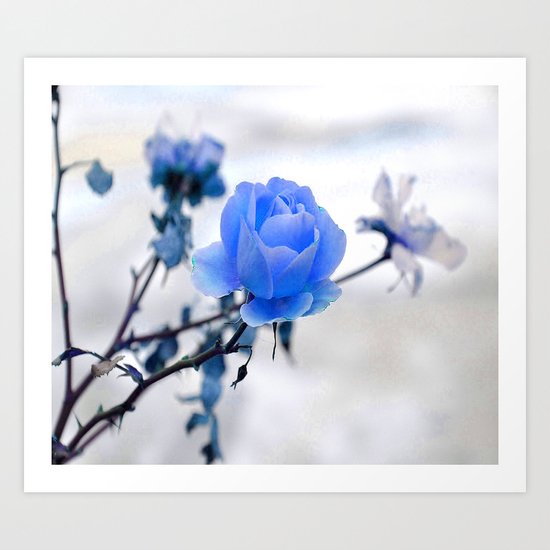 Blue Rose Simplicity Art Print