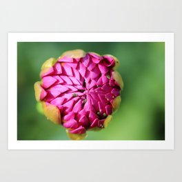 Fresh Purple Dahlia Flower Bud Photographic Print Art Print