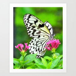 Butterfly and Pink Flowers Art Print