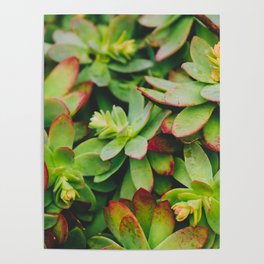 Sedum Palmeri Poster