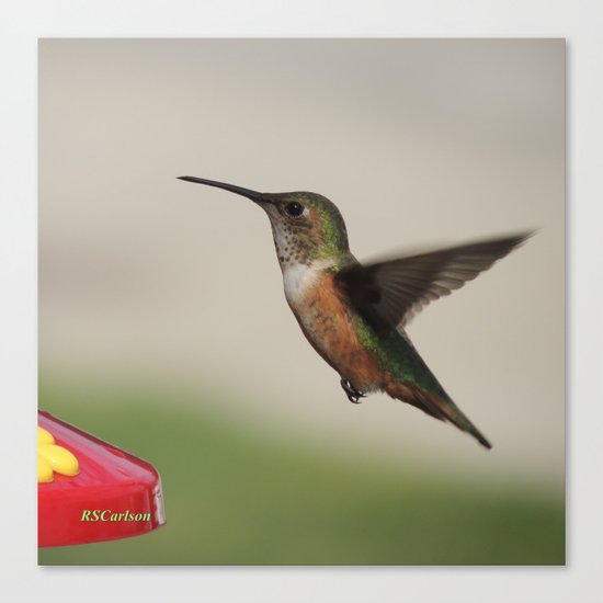 Ms. Hummingbird Checks the Feeder Canvas Print