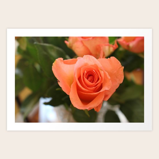 Single Rose Art Print