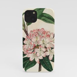 Rhododendron maximum 'Great laurel' iPhone Case