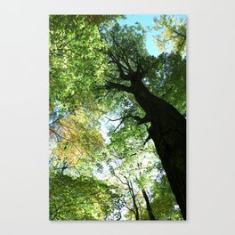 Woodland Canopy - Green Trees Canvas Print