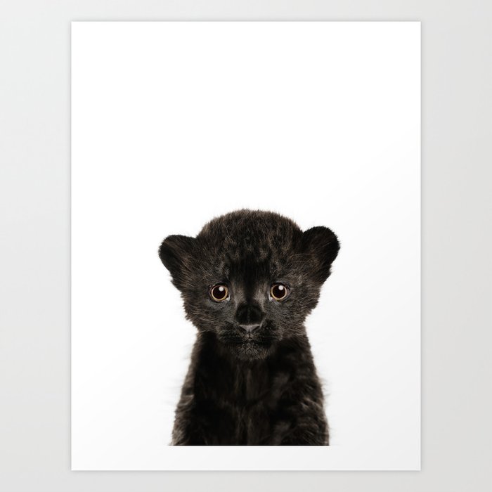 baby black leopard wallpaper
