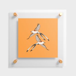 Scissor-tailed Flycatcher Floating Acrylic Print