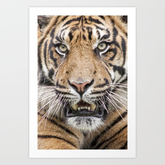 Tiger Art Print