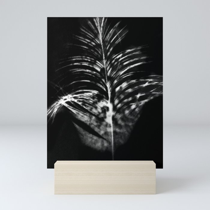 Ibis Feather Photogram Mini Art Print