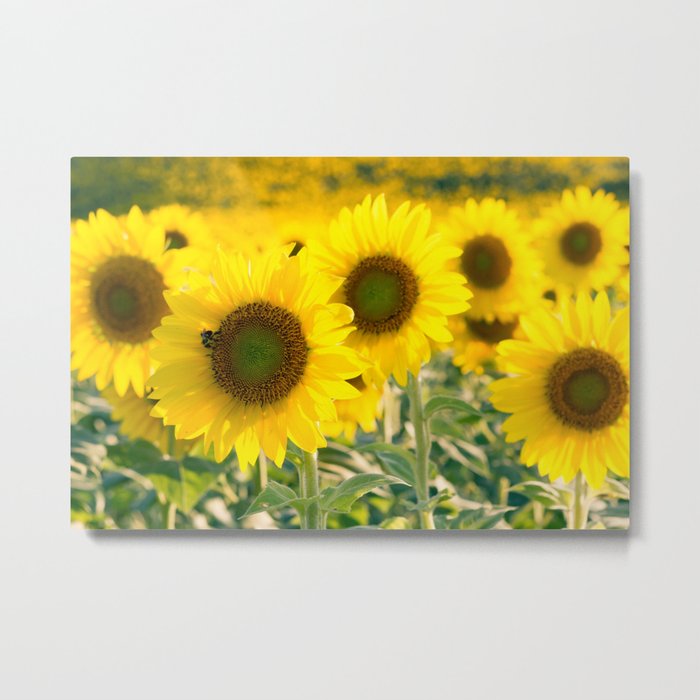 Sunflower Dreams Metal Print
