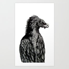 Bearded Vulture Art Print