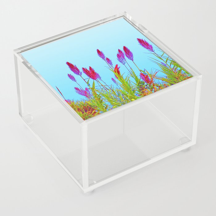 Flowering Pampas Grass Colorful Plumes Acrylic Box