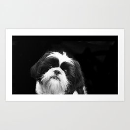 Shih Tzu Dog Art Print